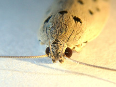 Ericibdela delotis