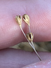 Juncus interior