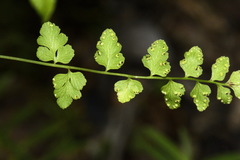 Cystopteris tasmanica