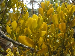 Dendrophthora clavata