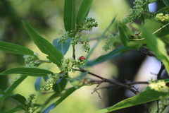 Coccinellidae