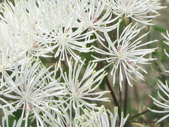 Thalictrum
