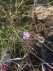 Dianthus strictus