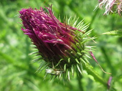 Carduus crispus