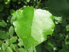 Populus tomentiglandulosa
