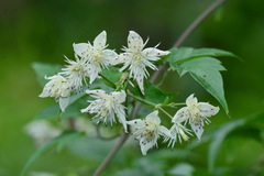 Clematis parviloba