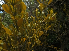 Dendrophthora clavata