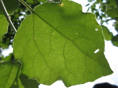 Populus tomentiglandulosa