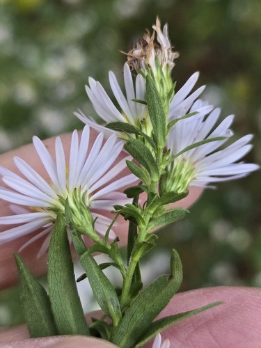Symphyotrichum praealtum iNat (3)
