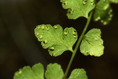 Cystopteris tasmanica