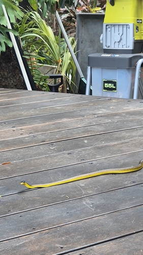 Common Tree Snake sighting