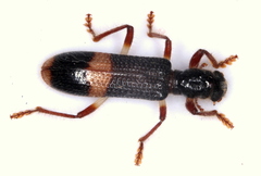 Opilo congruus