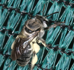 Nomiinae