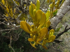 Dendrophthora clavata