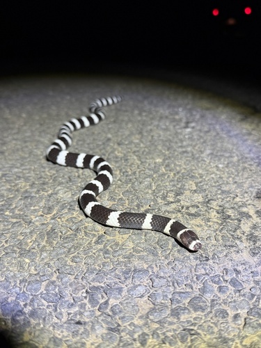 Eastern Bandy Bandy sighting