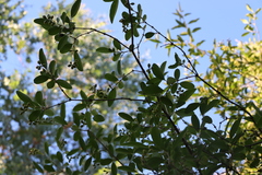 Citharexylum montevidense