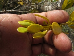 Dendrophthora clavata