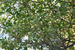 Citharexylum montevidense