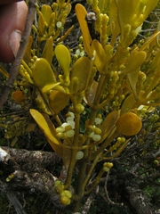 Dendrophthora clavata