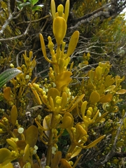 Dendrophthora clavata