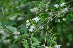 Clematis parviloba
