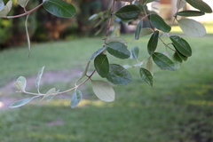 Feijoa sellowiana