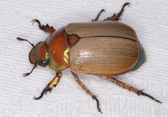 Anoplognathus viriditarsis