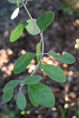 Feijoa sellowiana