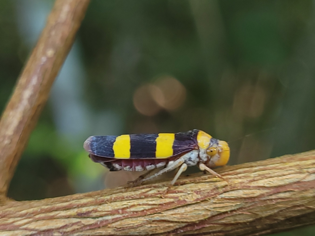 Pseudometopia transversa