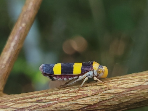 Pseudometopia transversa