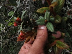 Gaultheria lanigera