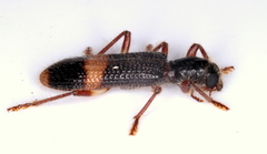 Opilo congruus