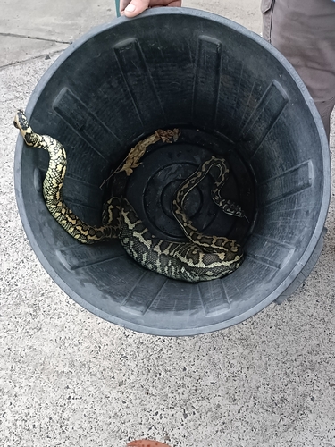 Coastal Carpet Python sighting