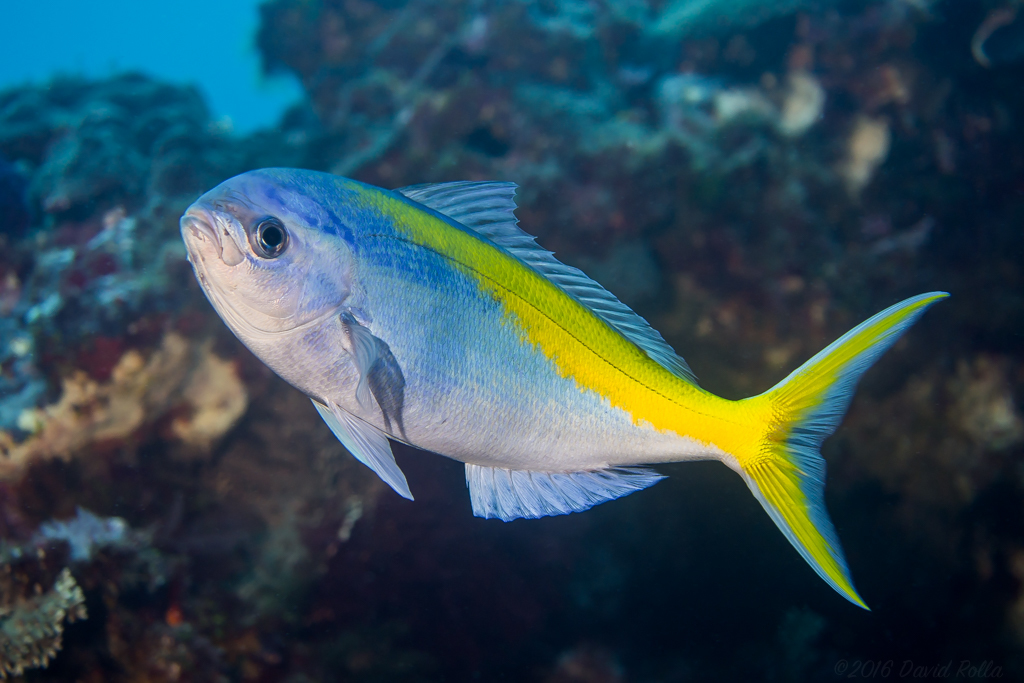 Geelstaart-blauwsnapper (Paracaesio xanthura) — Lutjanidae