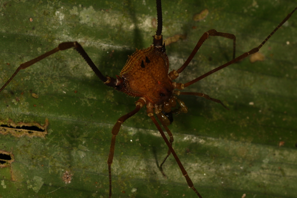 daddy longlegs