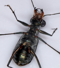 Myriochila semicincta