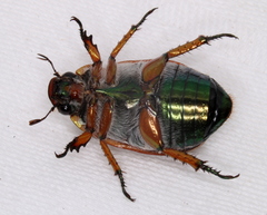 Anoplognathus viriditarsis