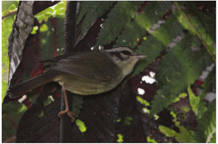 Basileuterus melanotis