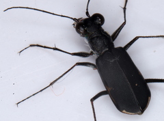 Myriochila semicincta