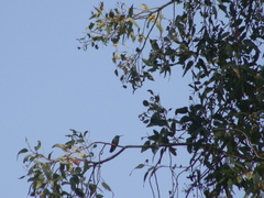 Caprimulgiformes