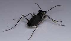 Myriochila semicincta