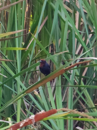 Chestnut-capped Blackbird