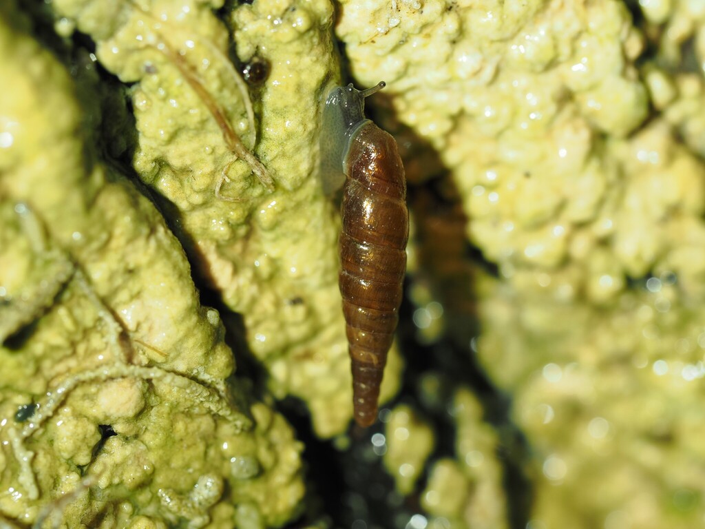 Macrogastra mellae leia
