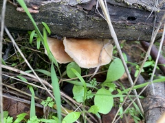 Gymnopus dryophilus