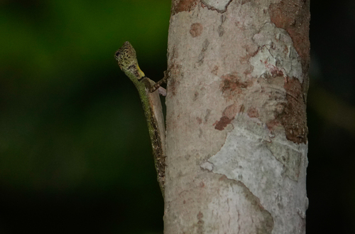 Five-banded Gliding Lizard, Draco quinquefasciatus