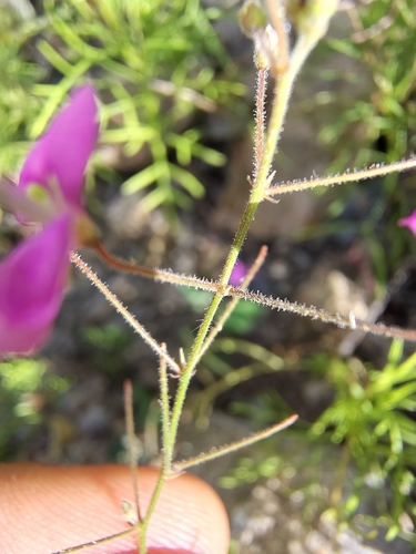 San Pedro ticktrefoil (Desmodium batocaulon)