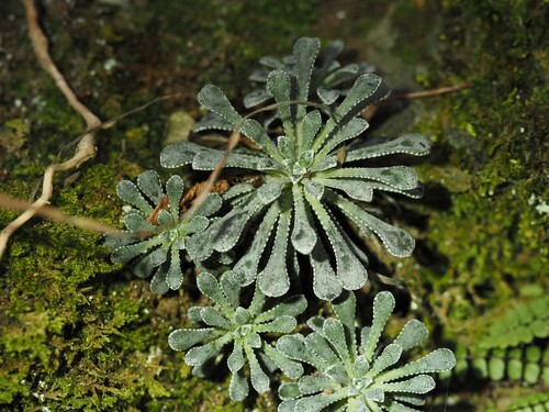 Saxifraga cochlearis
