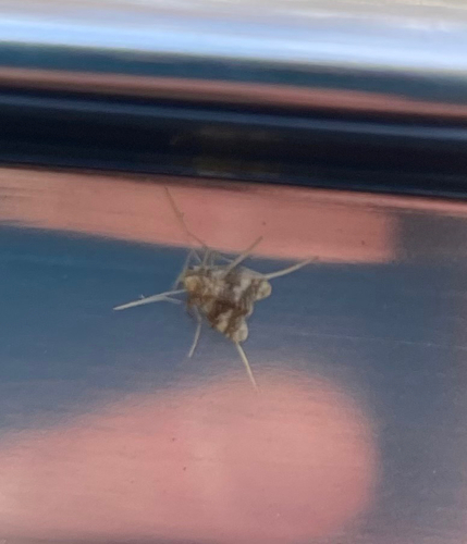Unknown species found near Surry Ln, Asbury, NJ, US