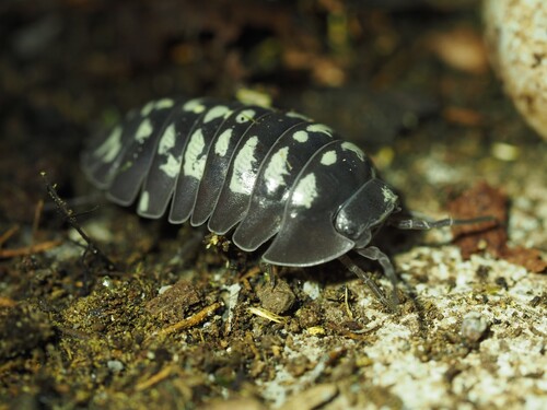 Armadillidium alassiense