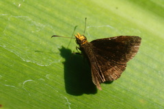 Carcharodini